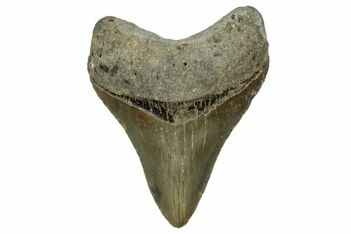 Fossil Megalodon Tooth - North Carolina #328263